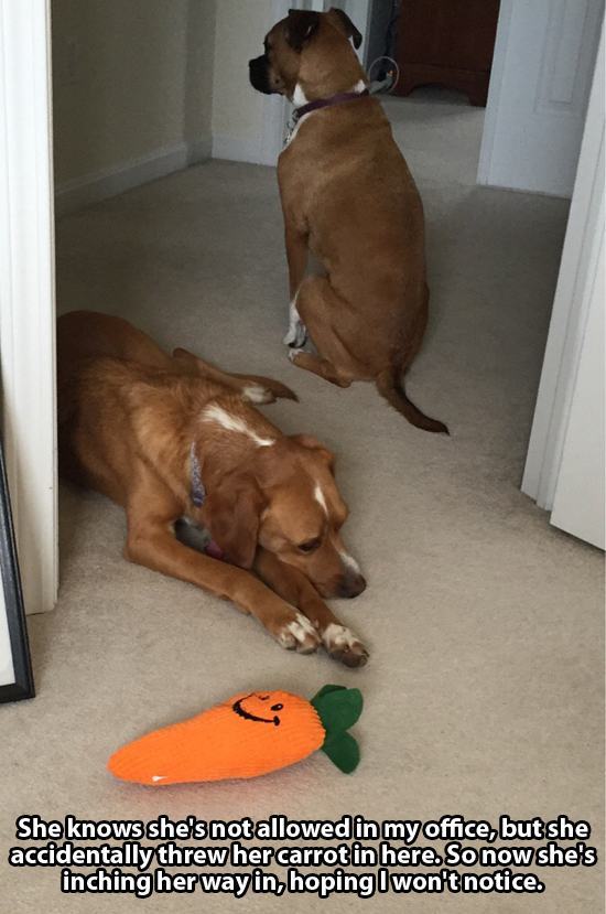 Dogs Truly Are The Most Loyal Pets In The World (28 pics)