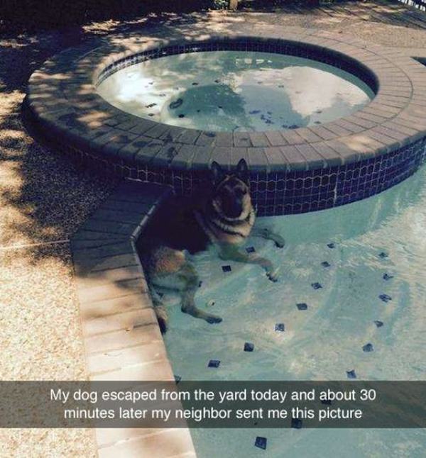 Dogs Truly Are The Most Loyal Pets In The World (28 pics)