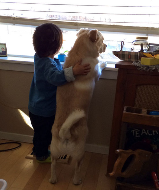 Dogs Truly Are The Most Loyal Pets In The World (28 pics)