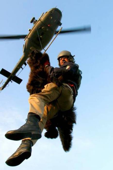 Rescue Dog Becomes A Member Of The Newfoundland Coast Guard Team (12 pics)