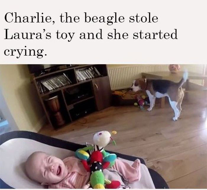 Charlie The Beagle Tries To Stop A Child From Crying (6 pics)