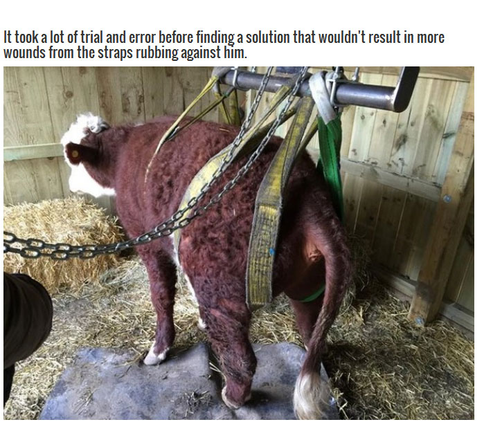 These Farmers Went Out Of Their Way To Save The Life Of A Cow (8 pics)