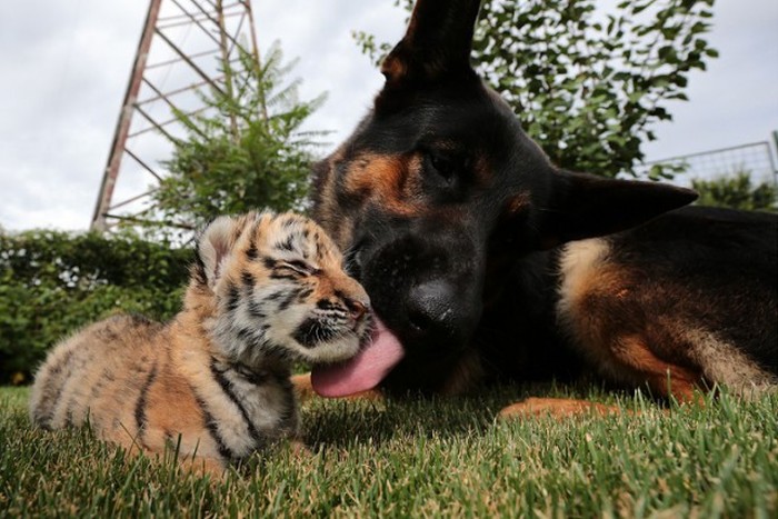 Meet The Tiger Cub That's Being Raised By Dogs (9 pics)
