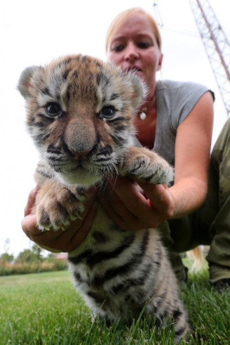 Meet The Tiger Cub That's Being Raised By Dogs (9 pics)