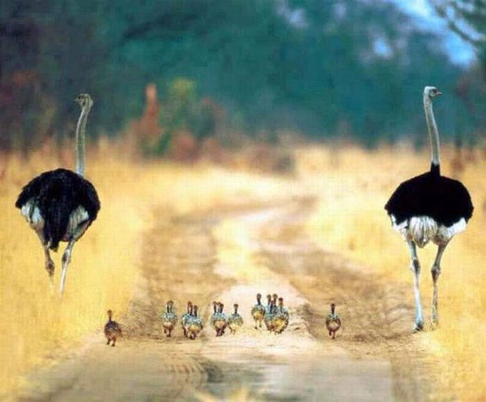 Awesome Photos. Part 45 (39 pics)