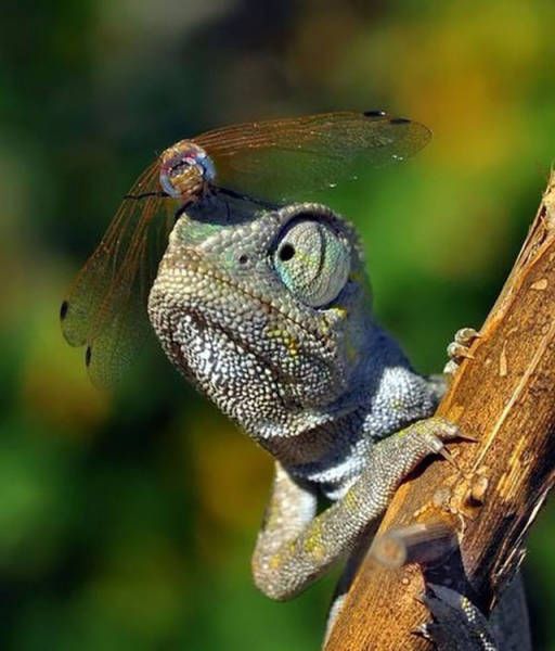 Awesome Photos. Part 45 (39 pics)