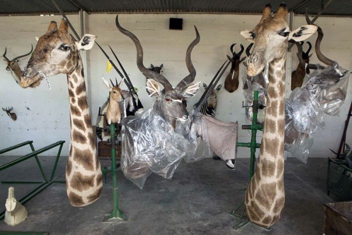 Behind The Scenes At A Namibian Taxidermy Studio (17 pics)
