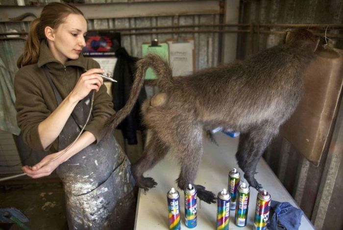 Behind The Scenes At A Namibian Taxidermy Studio (17 pics)