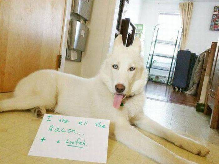 Acid Picdump (101 pics)