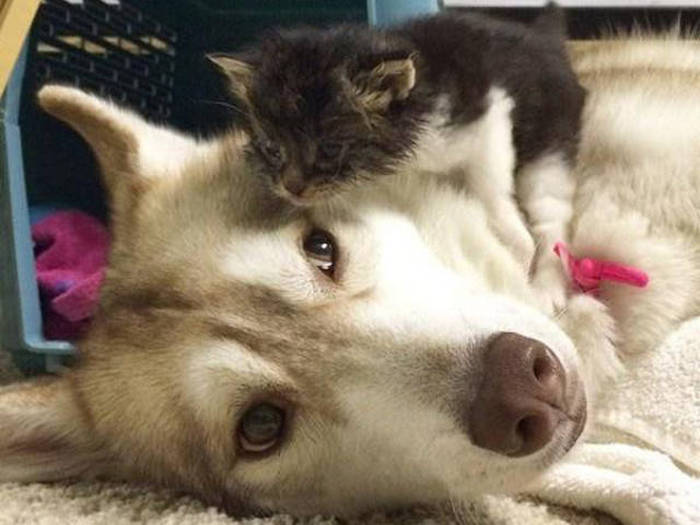 Husky Steps Up To Take Care Of A Sick Rescue Kitten (12 pics + video)
