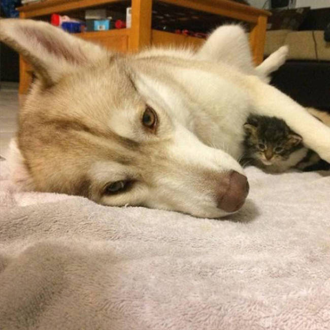 Husky Steps Up To Take Care Of A Sick Rescue Kitten (12 pics + video)
