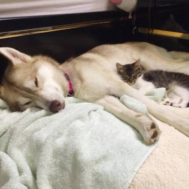 Husky Steps Up To Take Care Of A Sick Rescue Kitten (12 pics + video)