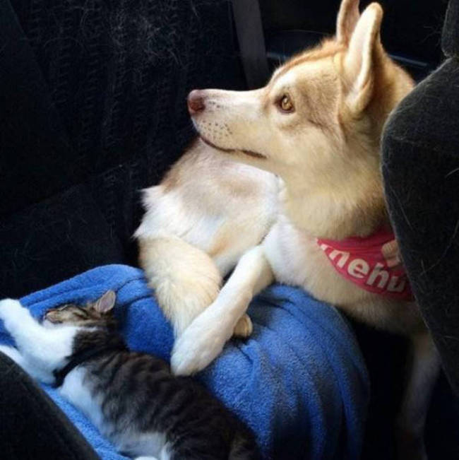 Husky Steps Up To Take Care Of A Sick Rescue Kitten (12 pics + video)