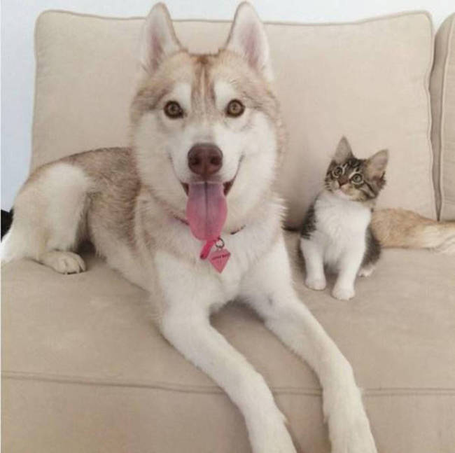 Husky Steps Up To Take Care Of A Sick Rescue Kitten (12 pics + video)