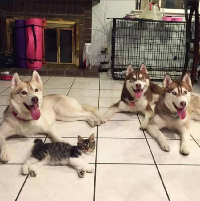 Husky Steps Up To Take Care Of A Sick Rescue Kitten (12 pics + video)