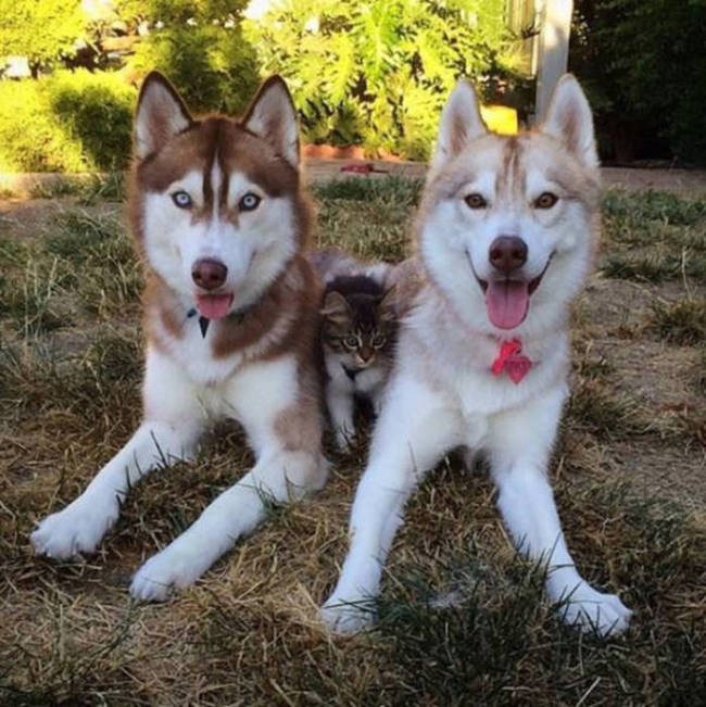 Husky Steps Up To Take Care Of A Sick Rescue Kitten (12 pics + video)