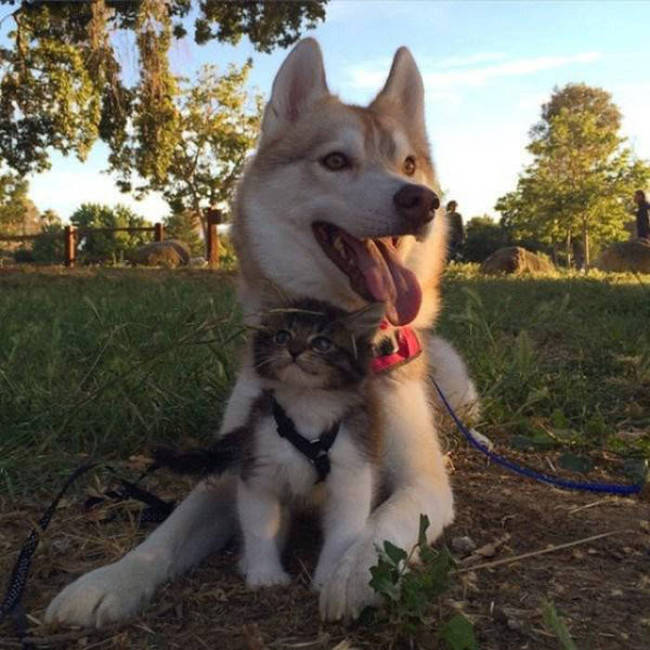 Husky Steps Up To Take Care Of A Sick Rescue Kitten (12 pics + video)