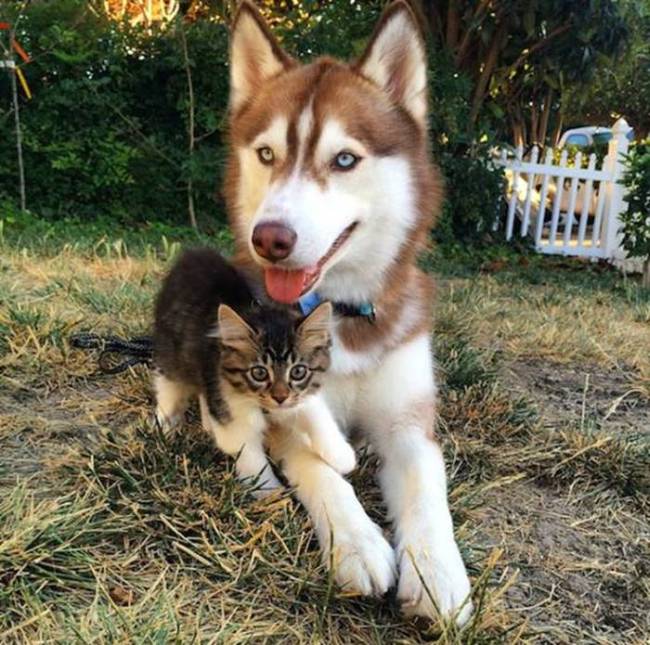 Husky Steps Up To Take Care Of A Sick Rescue Kitten (12 pics + video)