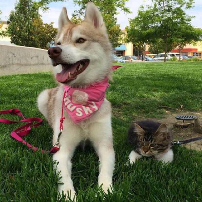 Husky Steps Up To Take Care Of A Sick Rescue Kitten (12 pics + video)