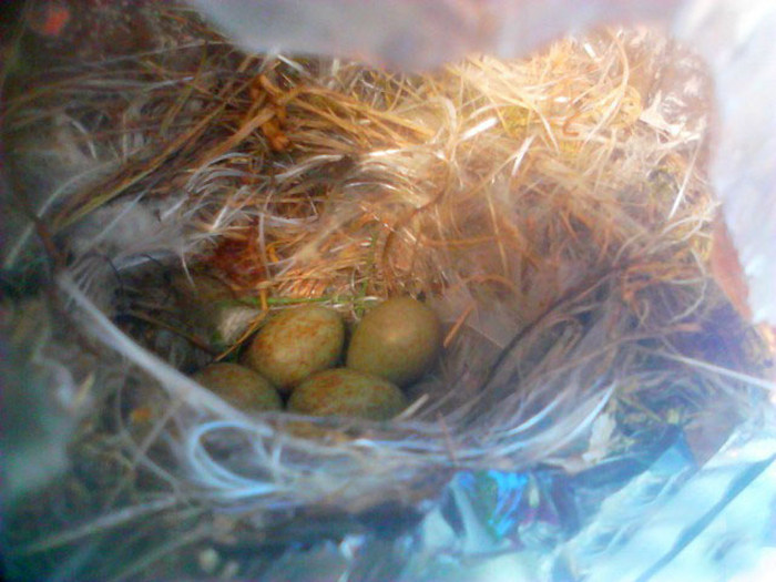 Bird Builds Its Nest In The Perfect Hiding Spot (9 pics)