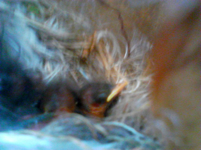 Bird Builds Its Nest In The Perfect Hiding Spot (9 pics)