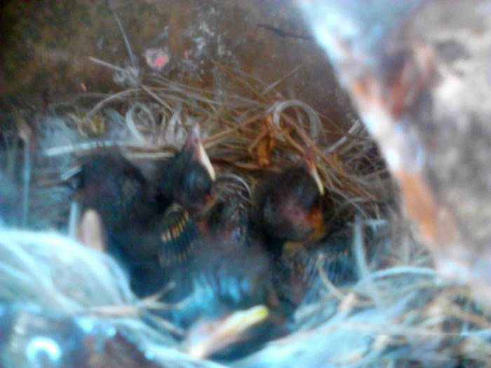 Bird Builds Its Nest In The Perfect Hiding Spot (9 pics)