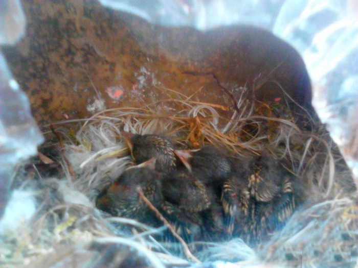 Bird Builds Its Nest In The Perfect Hiding Spot (9 pics)