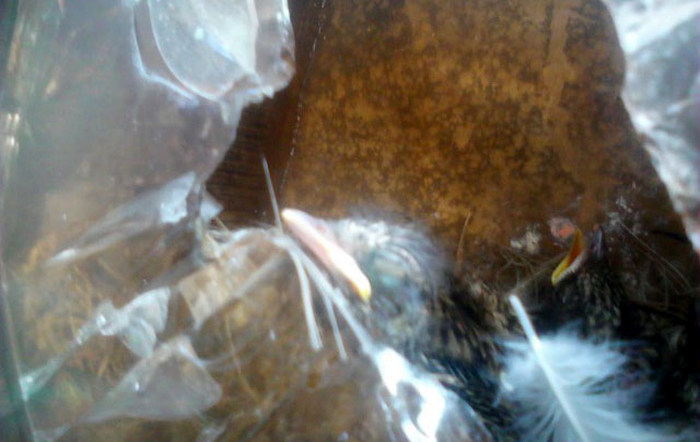 Bird Builds Its Nest In The Perfect Hiding Spot (9 pics)
