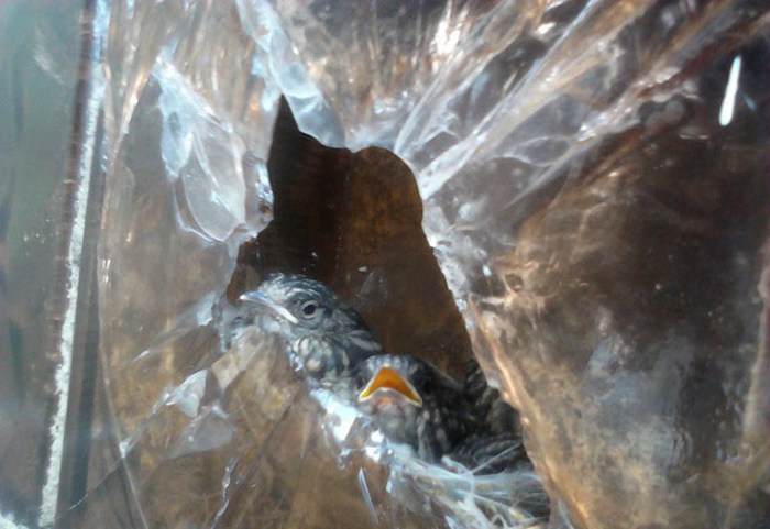 Bird Builds Its Nest In The Perfect Hiding Spot (9 pics)