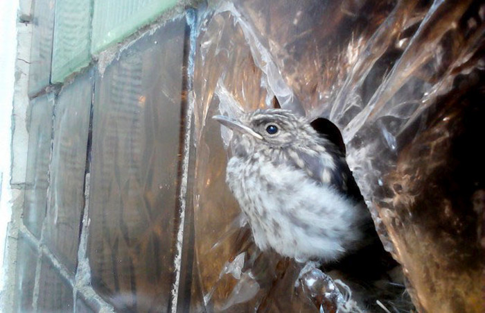 Bird Builds Its Nest In The Perfect Hiding Spot (9 pics)
