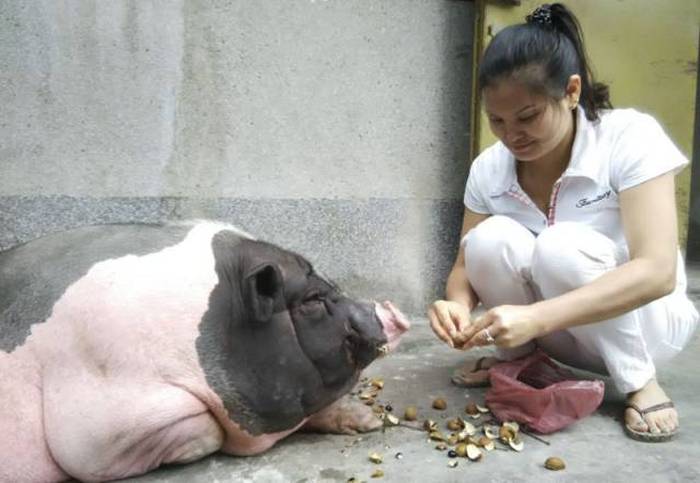 This Woman Just Wanted A Small Pet Pig But She Got So Much More (4 pics)