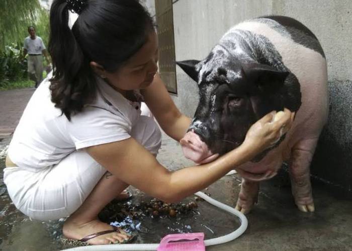 This Woman Just Wanted A Small Pet Pig But She Got So Much More (4 pics)