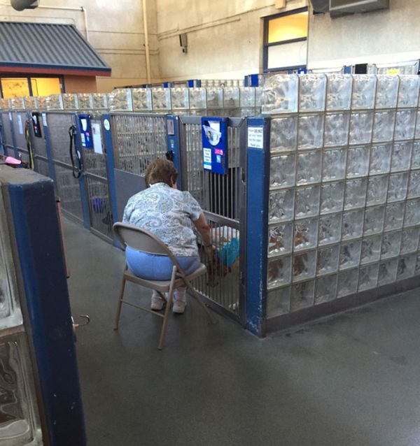 Kindhearted Woman Hangs Out At The Shelter And Reads Books To Lonely Dogs (2 pics)