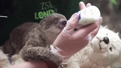 This Tiny Sloth Is The Most Adorable Animal You'll Ever See (7 gifs)