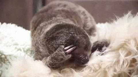 This Tiny Sloth Is The Most Adorable Animal You'll Ever See (7 gifs)