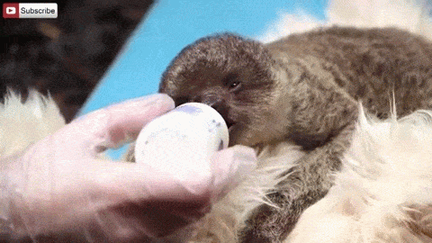 This Tiny Sloth Is The Most Adorable Animal You'll Ever See (7 gifs)