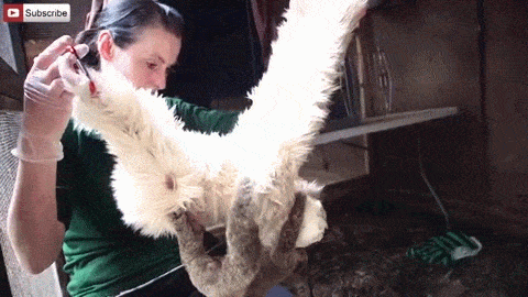This Tiny Sloth Is The Most Adorable Animal You'll Ever See (7 gifs)