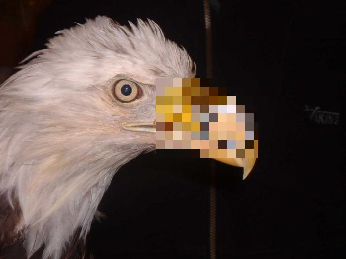 Dentist Saves Eagle By Giving Him A New Beak (3 pics)