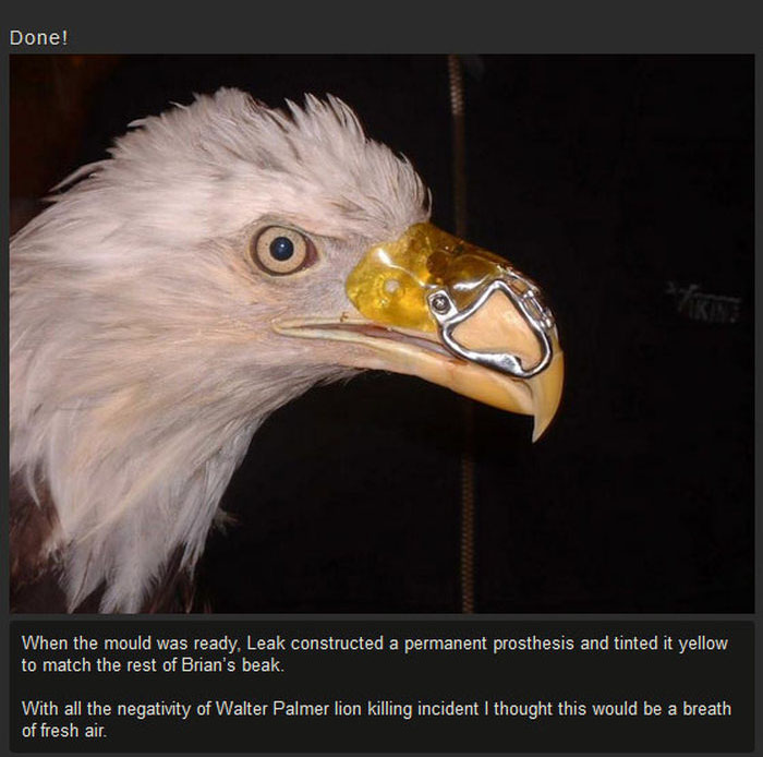 Dentist Saves Eagle By Giving Him A New Beak (3 pics)
