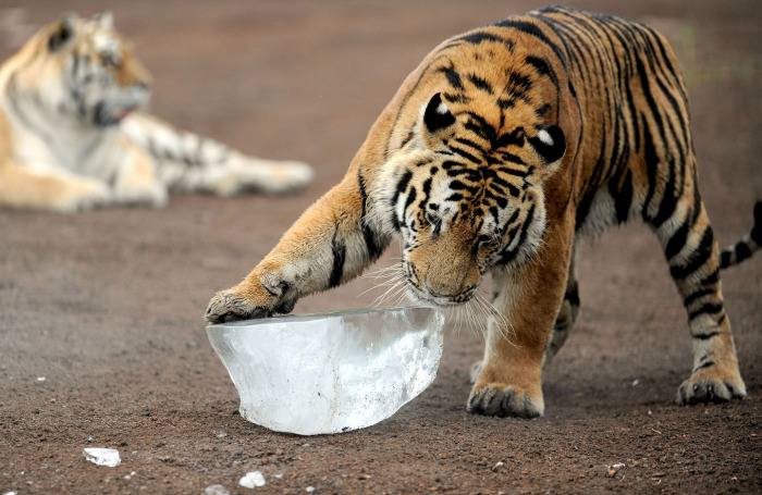 Animals Stay Cool In The Summer Heat By Eating Icy Treats (13 pics)