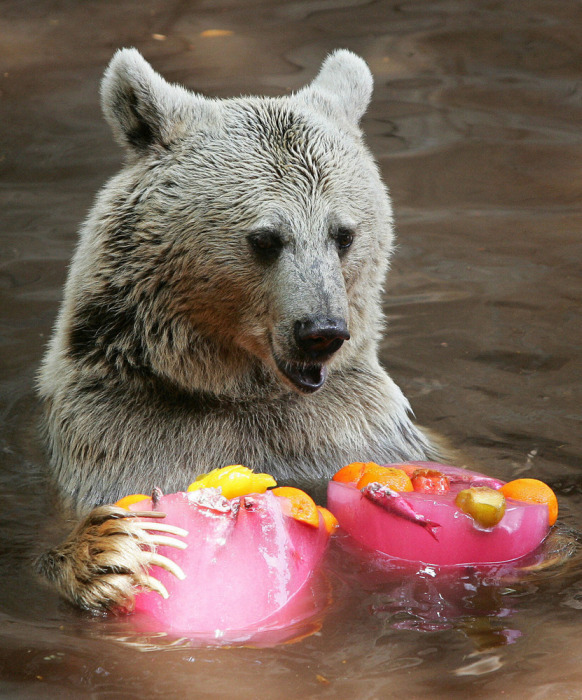 Animals Stay Cool In The Summer Heat By Eating Icy Treats (13 pics)