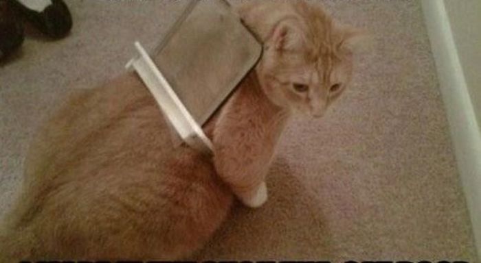 Silly Cat Pictures You Have To See To Believe (21 pics)
