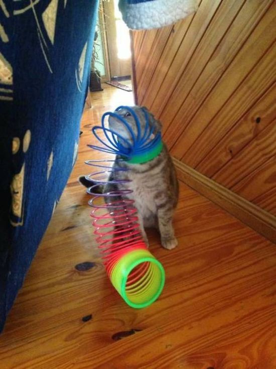 Silly Cat Pictures You Have To See To Believe (21 pics)