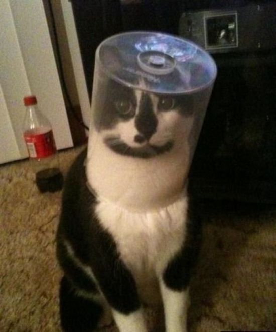 Silly Cat Pictures You Have To See To Believe (21 pics)