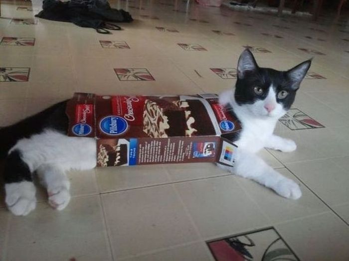 Silly Cat Pictures You Have To See To Believe (21 pics)