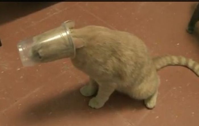 Silly Cat Pictures You Have To See To Believe (21 pics)