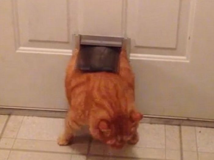 Silly Cat Pictures You Have To See To Believe (21 pics)