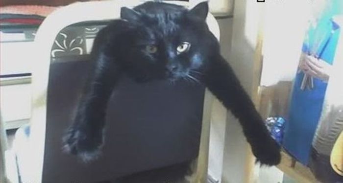 Silly Cat Pictures You Have To See To Believe (21 pics)
