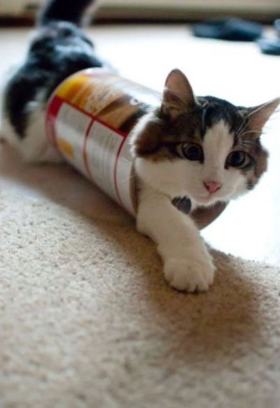 Silly Cat Pictures You Have To See To Believe (21 pics)