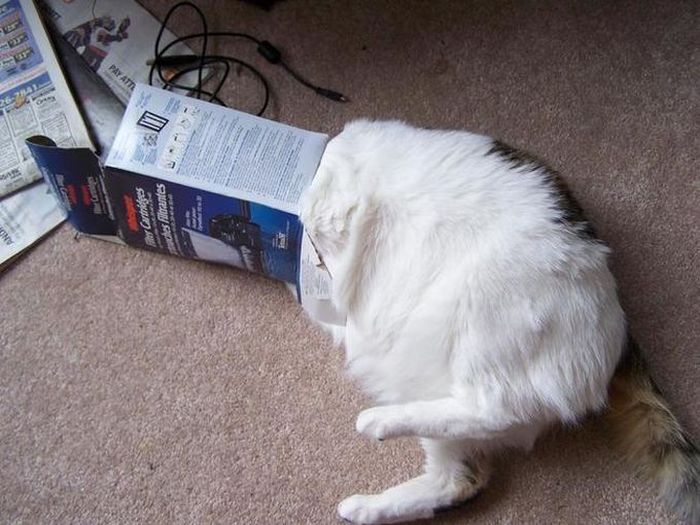 Silly Cat Pictures You Have To See To Believe (21 pics)